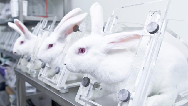 expérimentation illégale ULiège