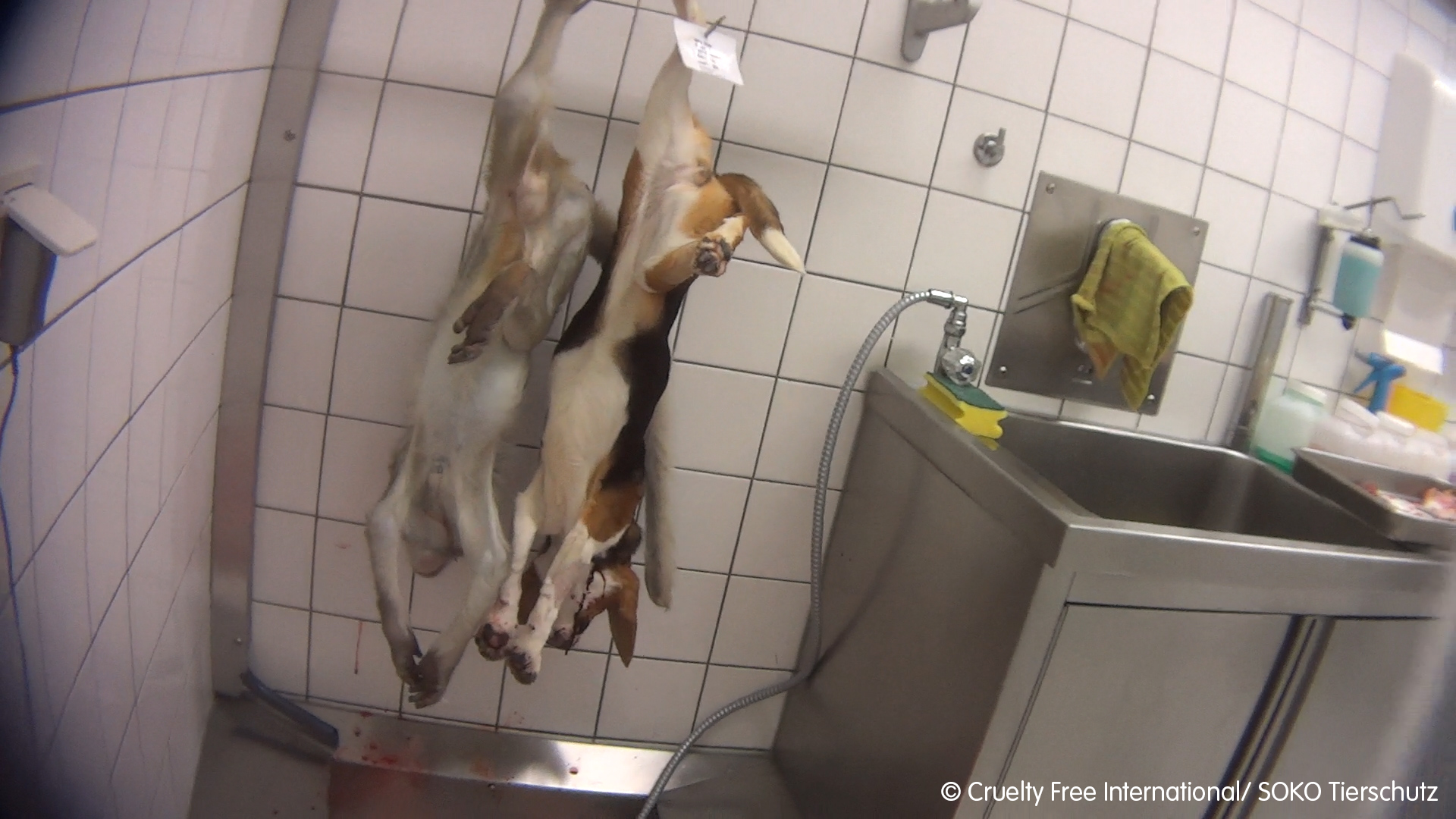 expérimentation animale en laboratoire