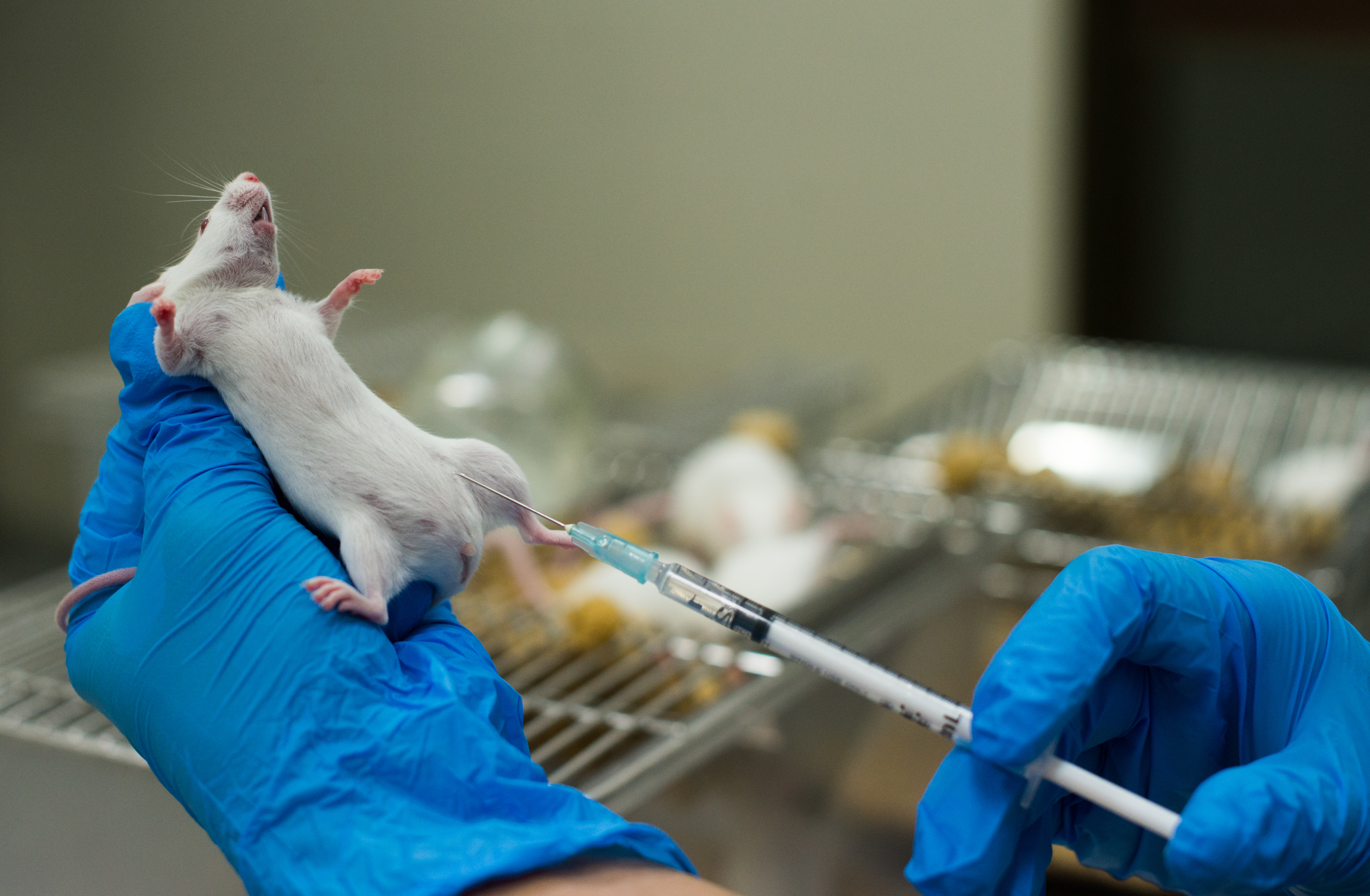 expérimentation animale laboratoire