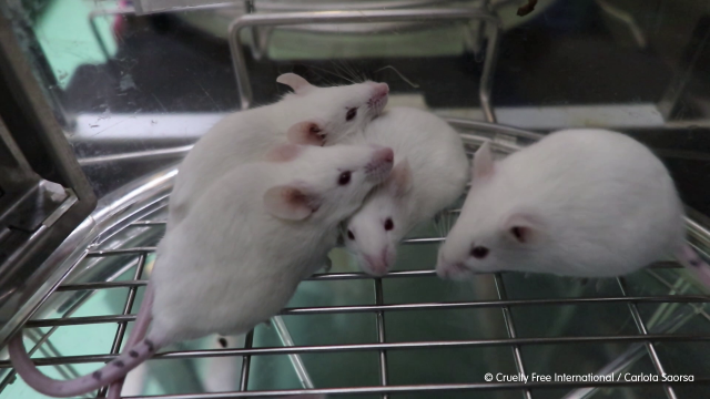 rats