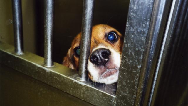 dog testing