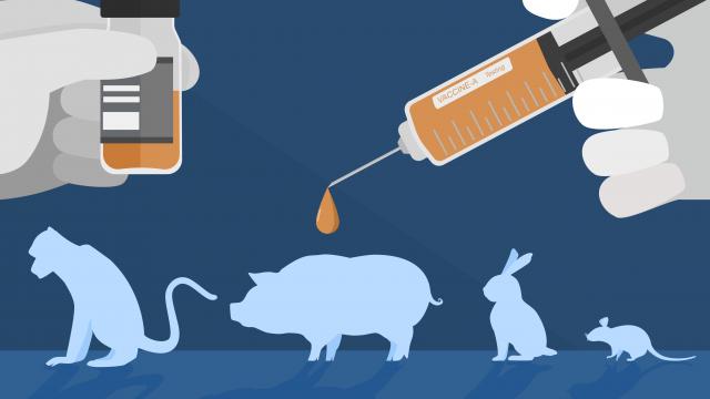 expérimentation animale