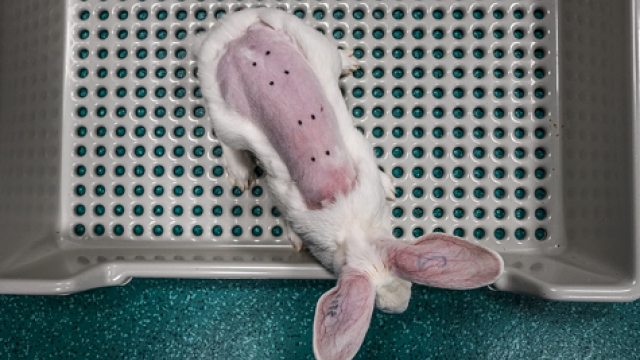 Test pour produit cosmétique - c We Animals