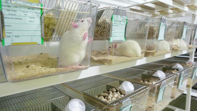 Expérimentation animale