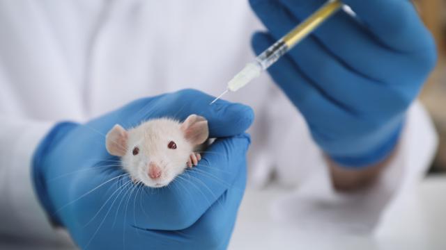 expérience animale en laboratoire 