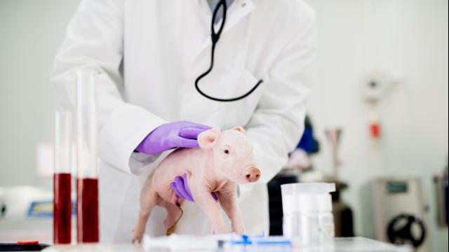 expérimentation animale cochon