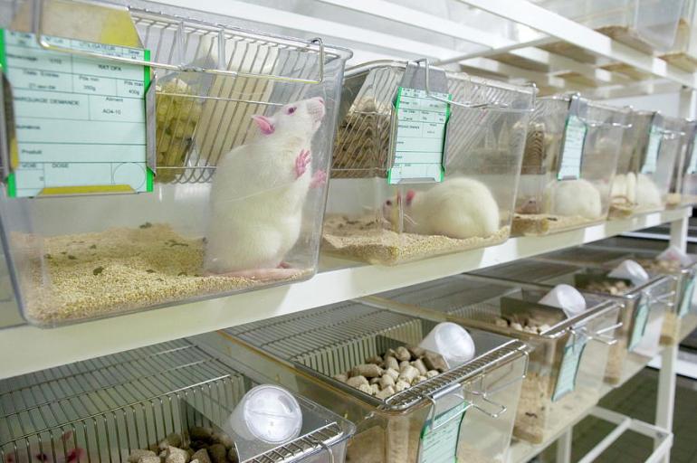 Expérimentation animale