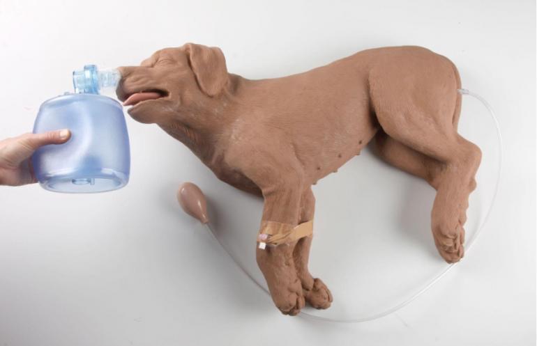Le laboratoire de compétences vétérinaires de l'UGent forme les futurs vétérinaires à l'aide de mannequins, de simulations et de peluches IKEA